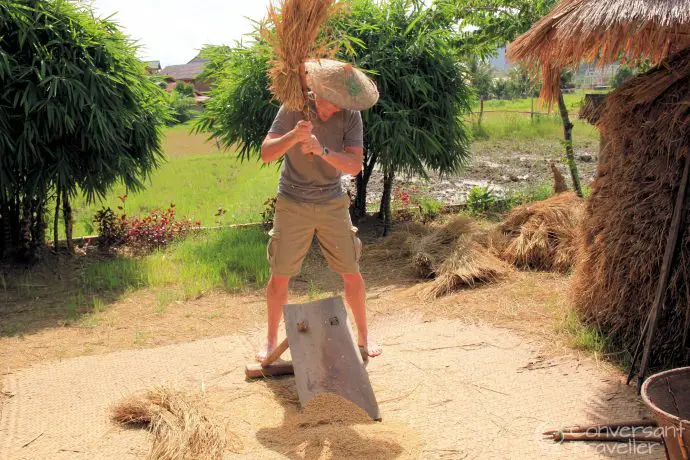 Getting the hang of threshing, Living Land Rice Farm, Luang Prabang