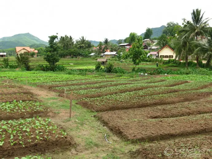 The organic veggie plots