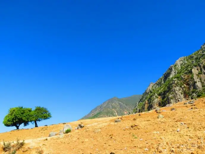 Hillside with mountains to the right and 2 lone trees to the left