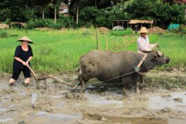 Living Land Rice Farm in Luang Prabang - ploughing with buffalo