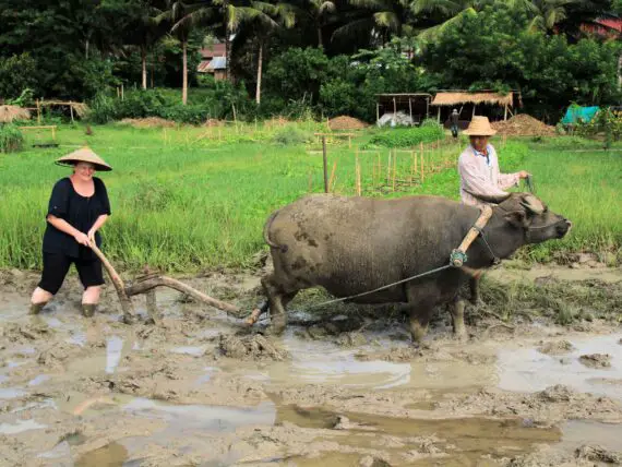 Living Land Rice Farm in Luang Prabang - ploughing with buffalo