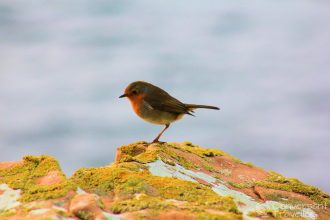 Robin, Applecross, Scotland