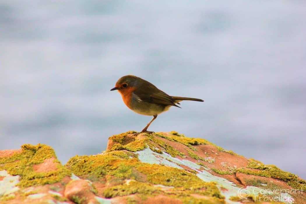 Robin, Applecross, Scotland