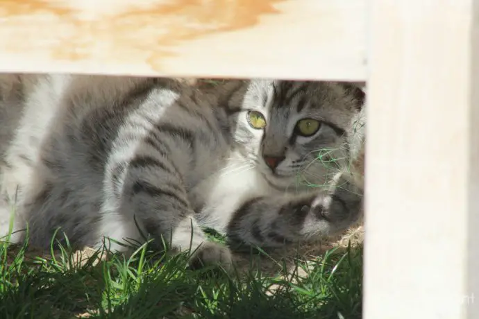 One of the residents at Taskonaklar boutique hotel, Uchisar, Turkey