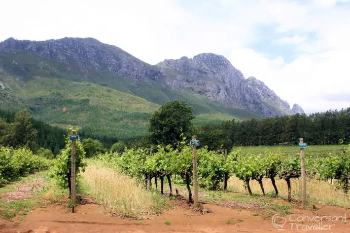 The vineyards at Delheim Winery, Stellenbosch