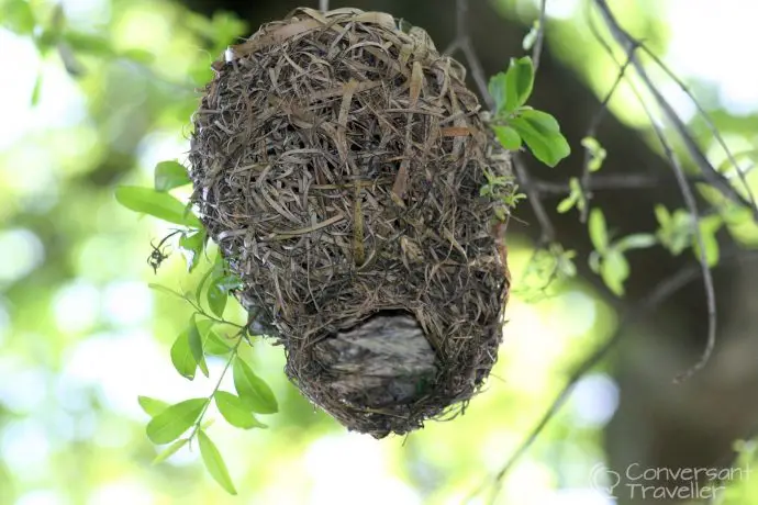Weaver bird nests greet us on arrival at Delheim