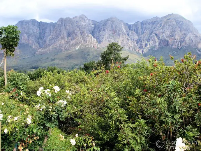 Not a bad view to go with your afternoon tea at Hillcrest Berry Orchards