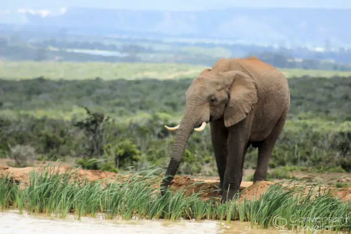 I love this - he looks like he's trying to pull up the grass! Addo Elephant Park