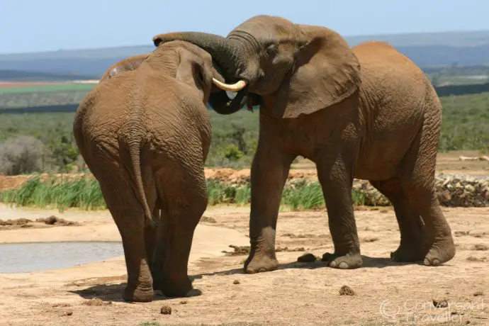 Some of the Addo eles having a tussle