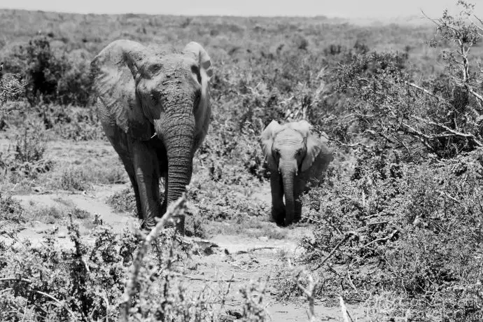 Addo Elephant Park, South Africa