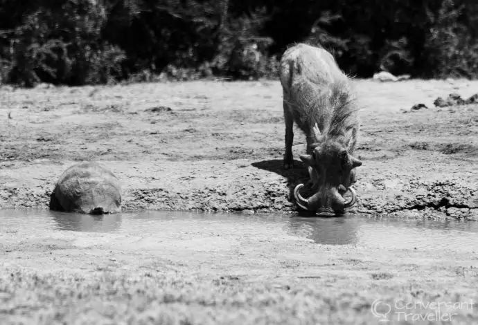 Two's company at Addo Elephant Park