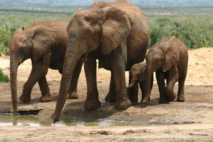 Ele family at Addo Elephant Park