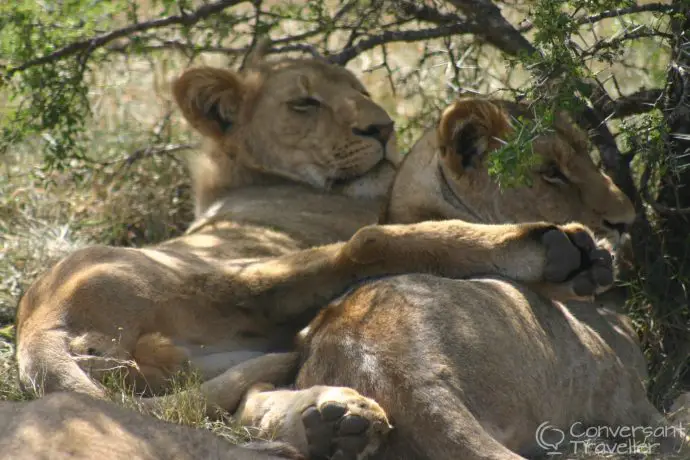 It's a hard life at Schotia Game Reserve