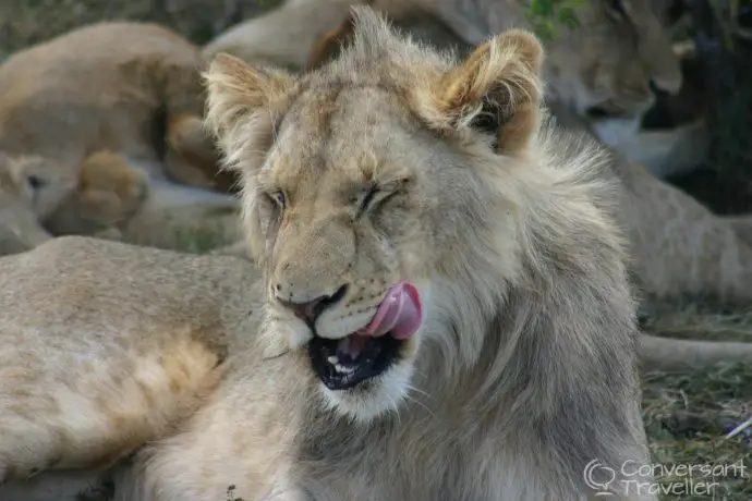 Lions at Schotia Game Reserve