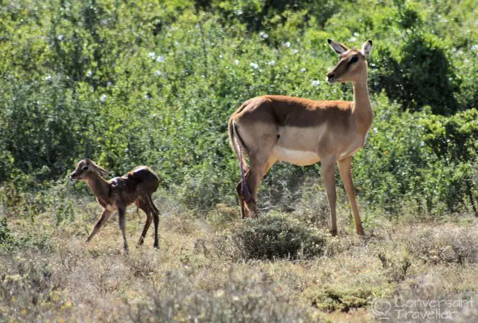 Moments after the birth, a baby impala is welcome to Schotia Game Reserve