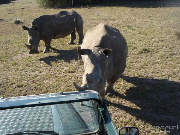Nobody move...meeting the rhinos at Schotia Game Reserve