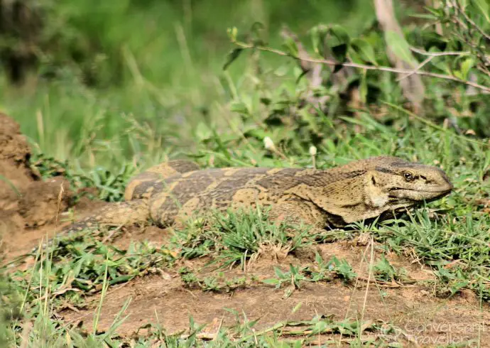 Monitor Lizard, Hluehluewe Imfolozi