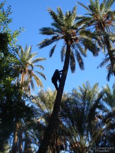 Climbing for dates at Tozeur, Tunisia