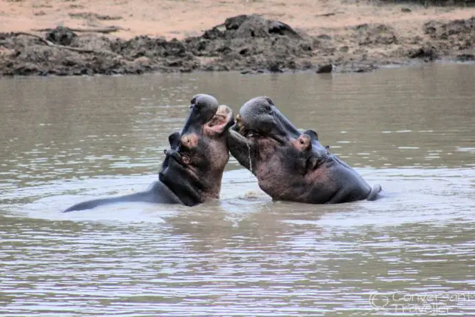 Mkhaya Game Reserve , Stone Camp, Swaziland