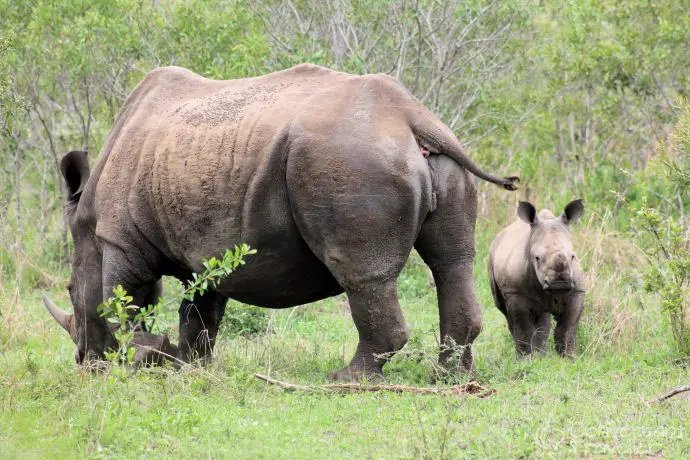 Mkhaya Game Reserve , Stone Camp, Swaziland