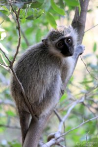 Vervet monkeys were frequent visitors to our suite, they even know how to open doors so keep yours locked!
