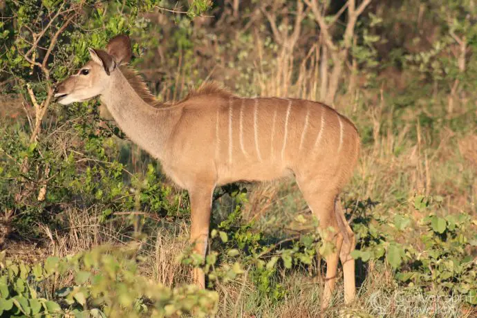 Female Kudu in the dawn light