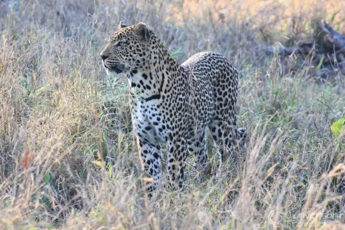 Ulusaba male leopard, Sabi Sand Reserve, South Africa