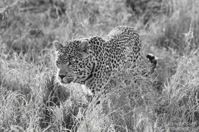 Ulusaba male leopard, Sabi Sand Reserve, South Africa