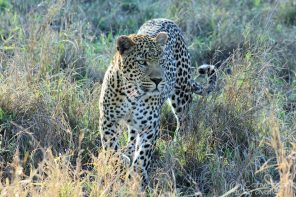 http://www.conversanttraveller.com/ulusaba-leopards/