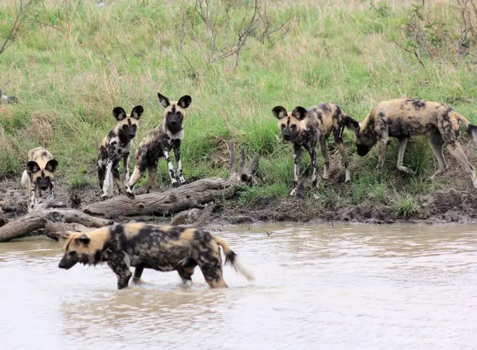 The pack of painted wolves take a dip