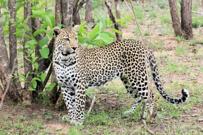 We saw two magnificent male leopards whilst at Ulusaba