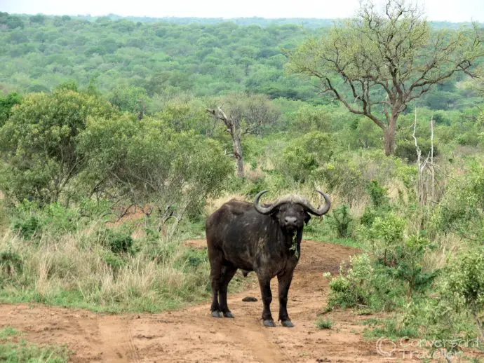 Mkhaya Game Reserve , Stone Camp, Swaziland