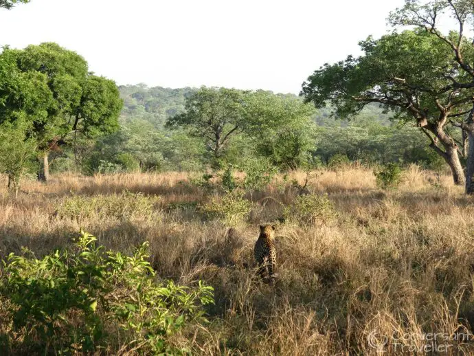 Ulusaba male leopard, Sabi Sand Reserve, South Africa