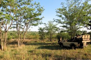 Early morning game drive in Ulusaba