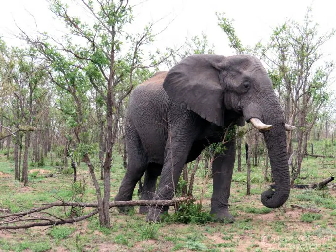 Elephants are like bulldozers, leaving a carnage of broken behind them