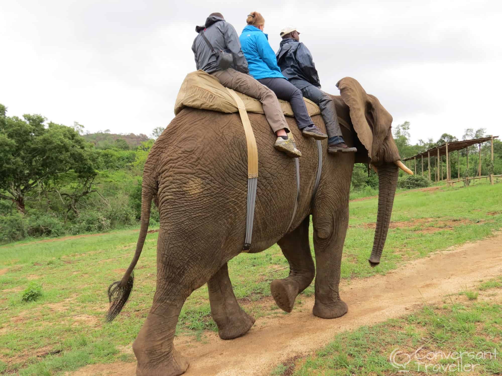 the elephant whisperers of south africa