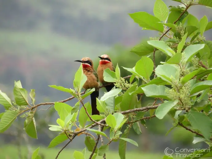 Is Mlilwane Wildlife Sanctuary Swaziland worth a visit