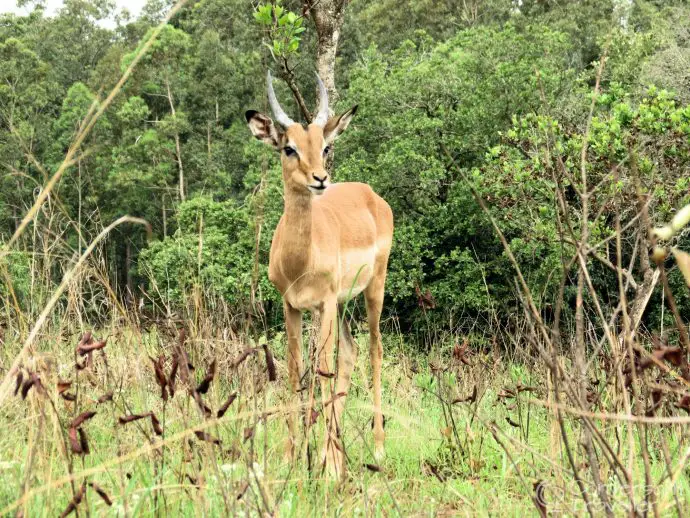 Is Mlilwane Wildlife Sanctuary Swaziland worth a visit