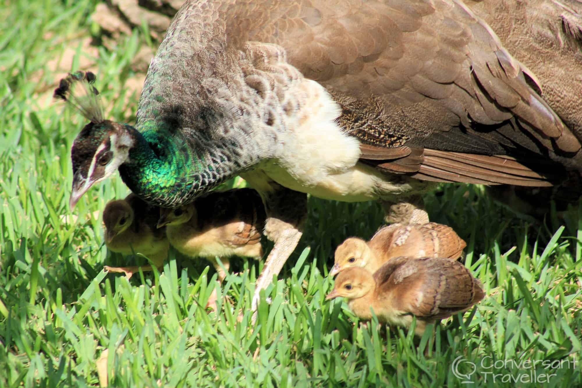 Baby peacocks at Dar Al Hossoun, Taroudant