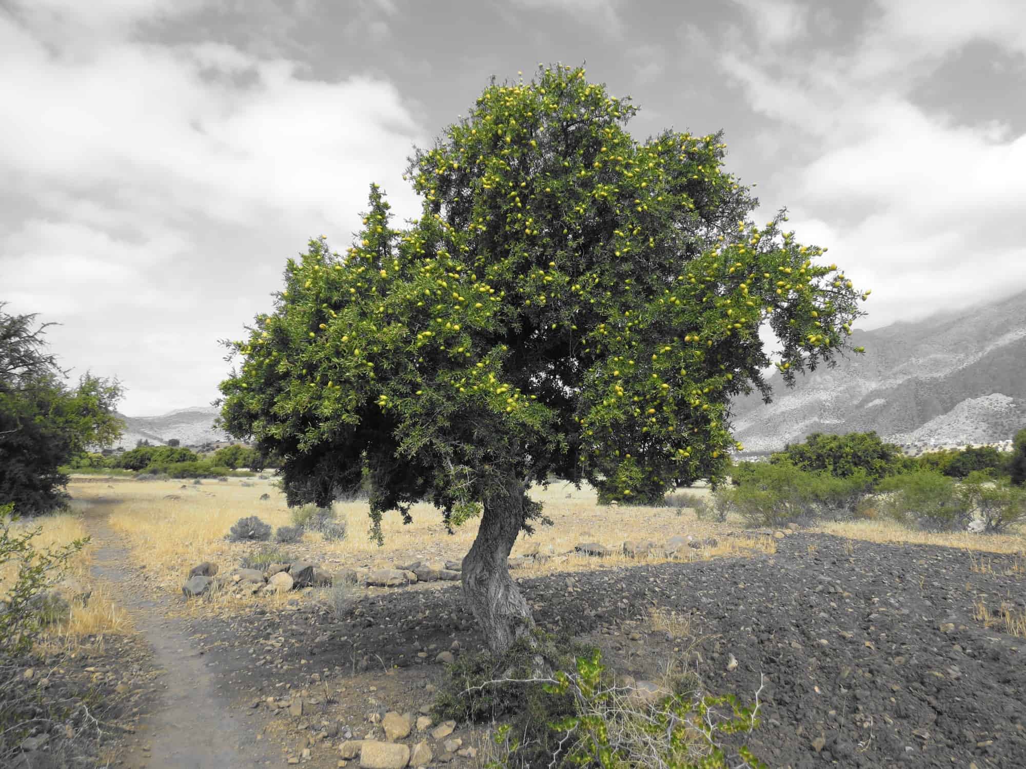 Hiking the Amelan Valley, Tafraoute, Morocco