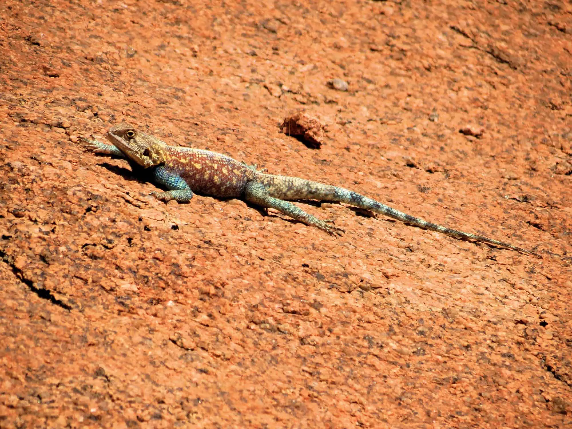 Lizard at the Blue Painted Rocks near Tafraoute, Morocco