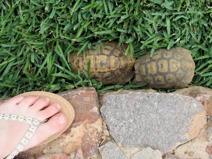 Baby tortoises at Dar Najmat, Mirleft, Morocco