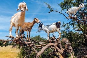 Anti Atlas Mountains road trip - goats in argan trees - Most instagrammable places in Morocco