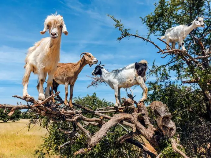 Anti Atlas Mountains road trip - goats in argan trees - Morocco