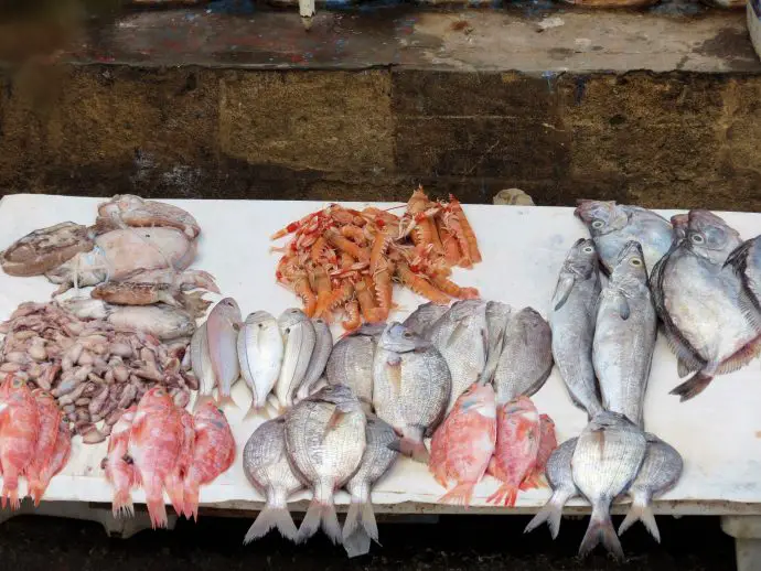 Catches of the day at the port in Essaouira, Morocco