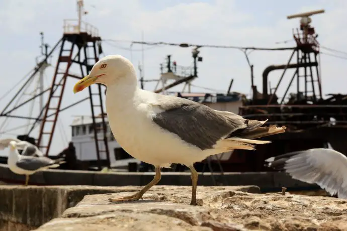 Seagulls in Essaouira, Morocco