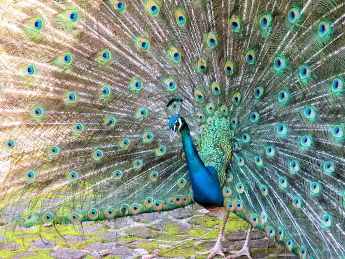 Peacock at Timamoon, Sabie, South Africa