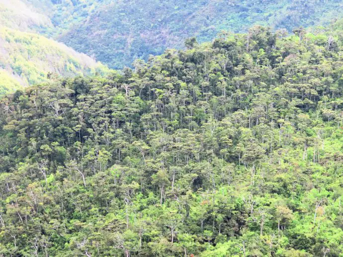 Black River Gorges National Park, Mauritius