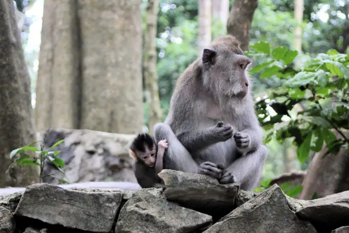 Ubud Monkey Forest, Bali