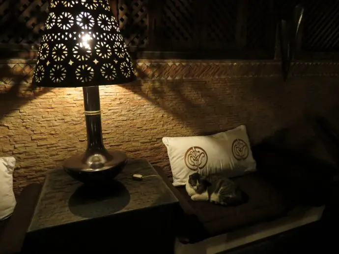 Zak the cat at luxury Marrakech Riad Assakina